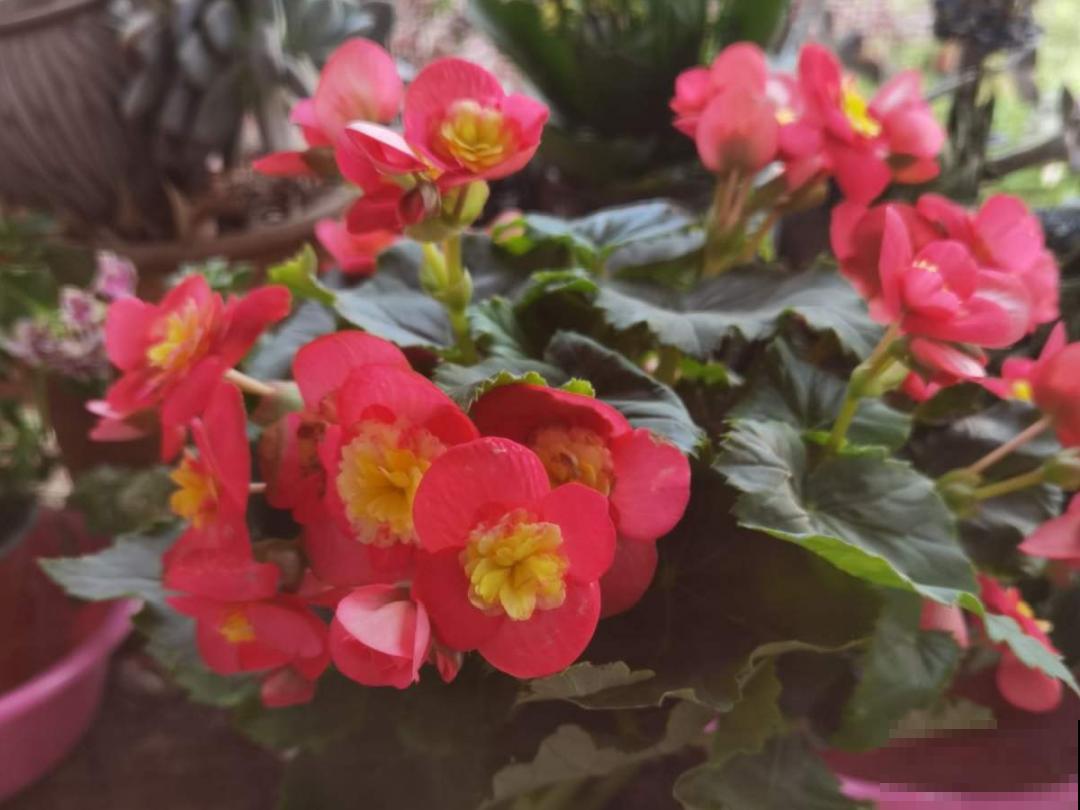 适合秋天养的12种花,耐阴又耐寒,秋冬长得更精神 适合秋天养的12种花,耐阴又耐寒,秋冬长得更精神