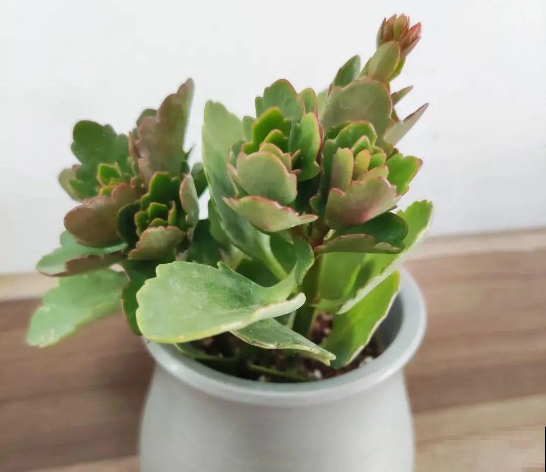 买茶花也要注意“坑”，注意5要点，叶子挺立有精神