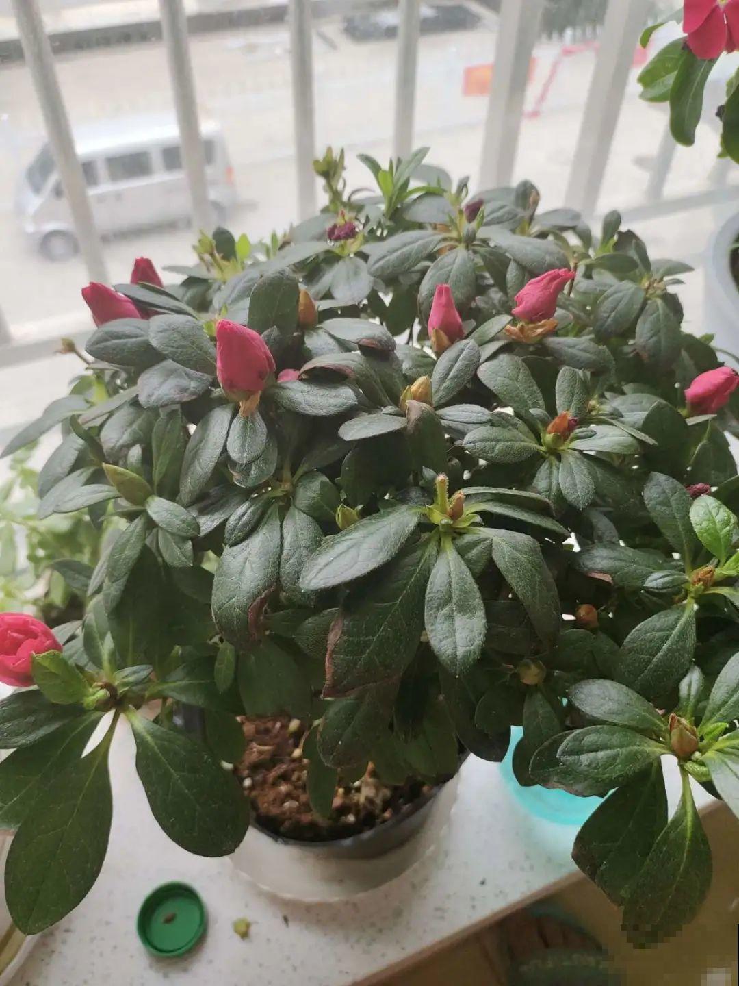 1种花号称“花中西施”，四季皆可开，喜庆又漂亮！