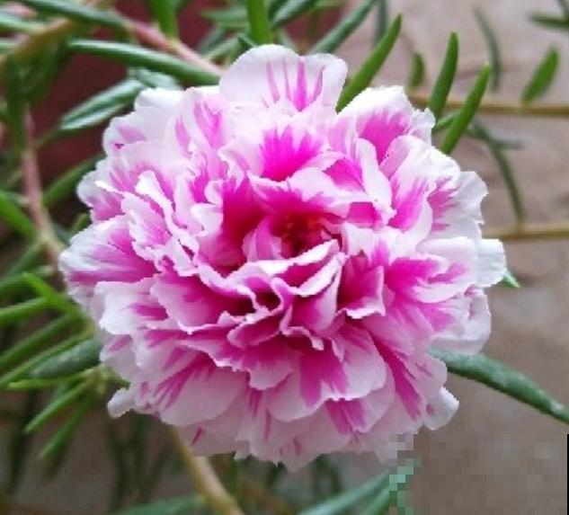 4种省心花，不浇水也能开花，浇水多反而长得差