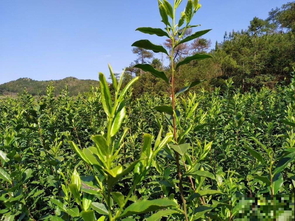 只因1个小动作,把花都“害”死了,赶紧住手 只因1个小动作,把花都“害”死了,赶紧住手