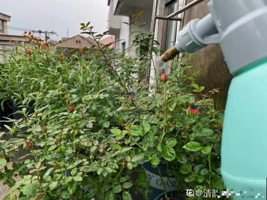 自制养花杀虫水，现在给花喷一喷，3天见效