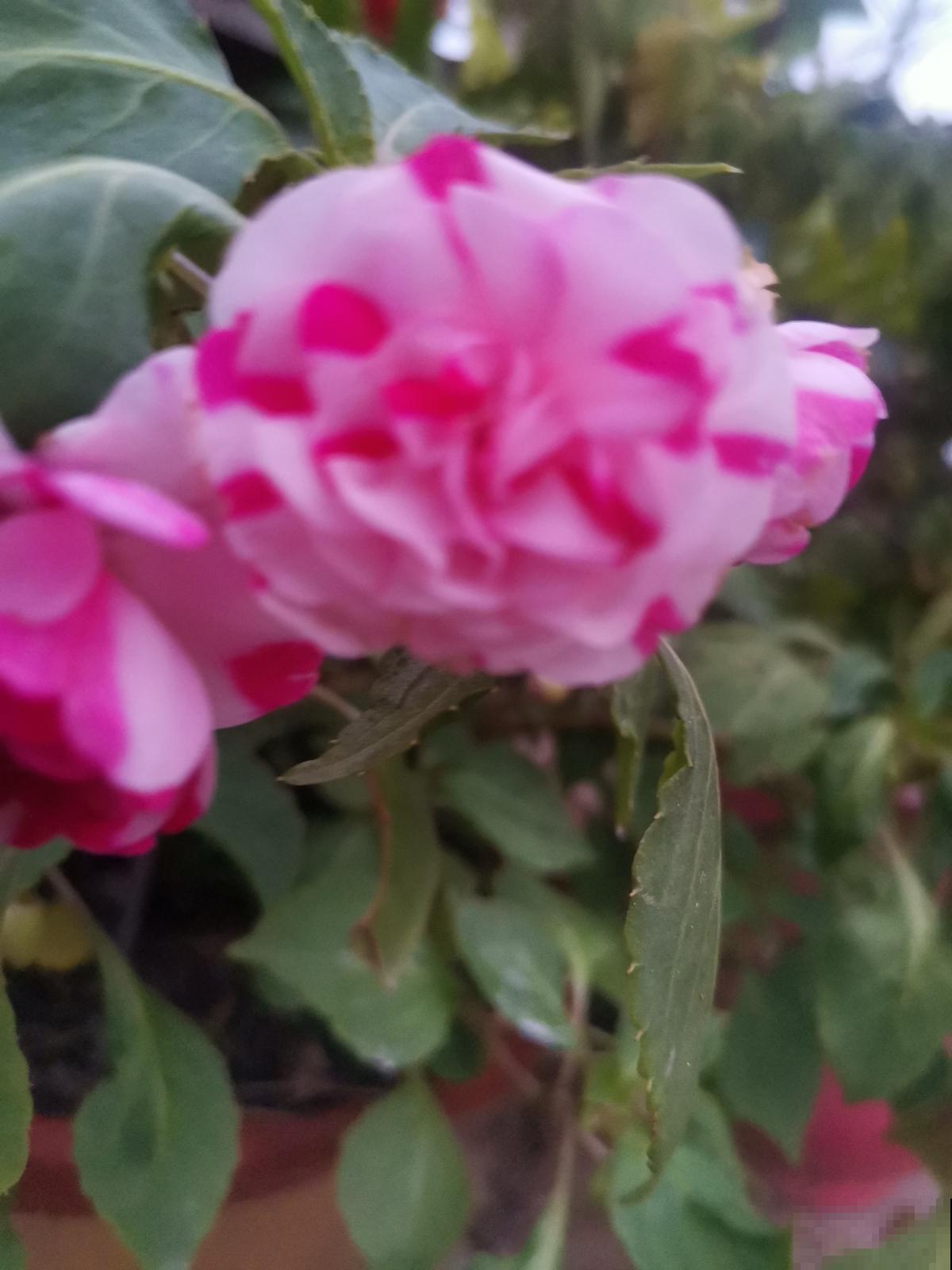 有气质的人都爱养的花,零下15度照样开花,花朵美艳动人 有气质的人都爱养的花,零下15度照样开花,花朵美艳动人