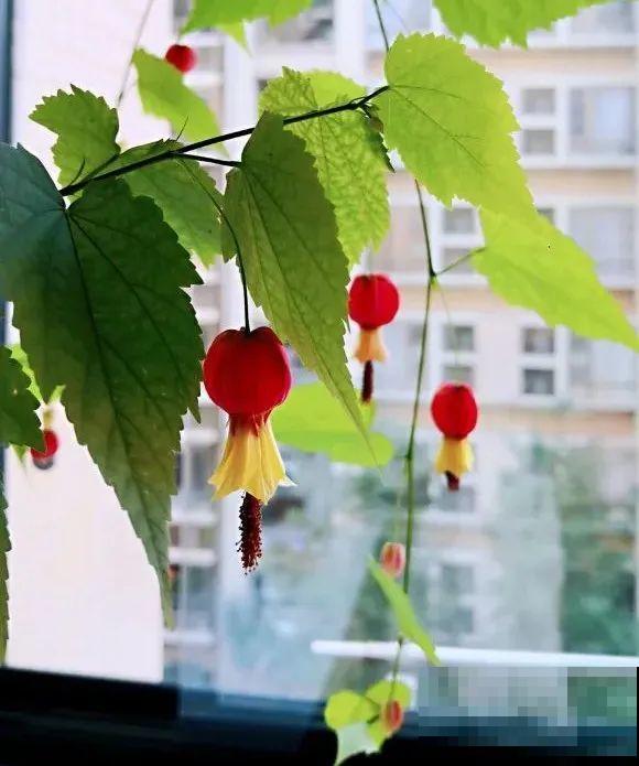 1种花俗称“摇钱树”，满盆长满小元宝，大吉大利，好看吉祥！