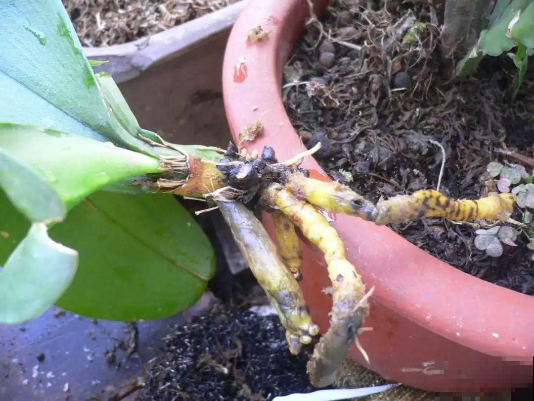 养蝴蝶兰注意4要点，叶子油亮有光泽，花朵娇艳美丽