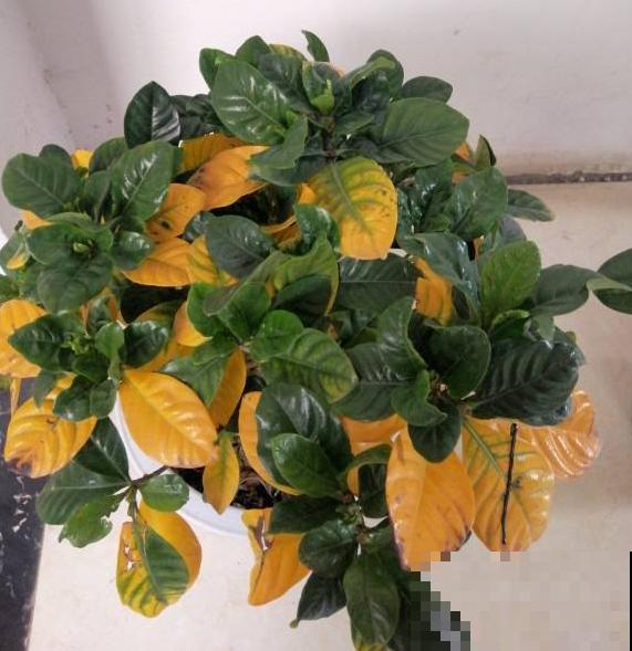 植物叶片发黄落叶，缺水只是原因之一，要懂得变通