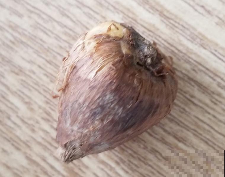 被称为客厅香薰的“香雪兰”,秋天种下冬天开,有格调的人都喜欢 被称为客厅香薰的“香雪兰”,秋天种下冬天开,有格调的人都喜欢