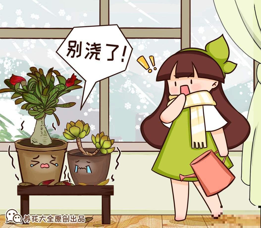 “养花4种水胜过千种肥”，便宜又实用，关键还不花钱