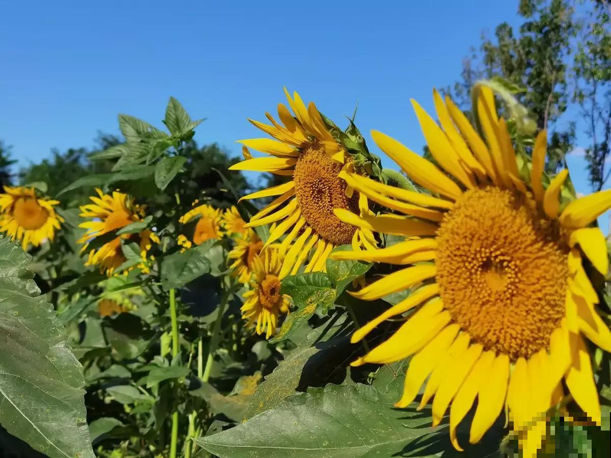 常见的“便宜花”，几块钱买回家，还能养成“棒棒糖”