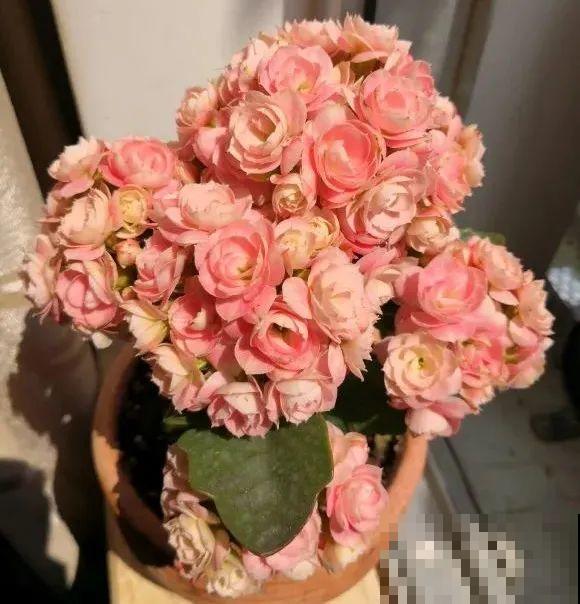 冬天常见的“吉利花”，耐旱皮实花量大，大半年都在开花