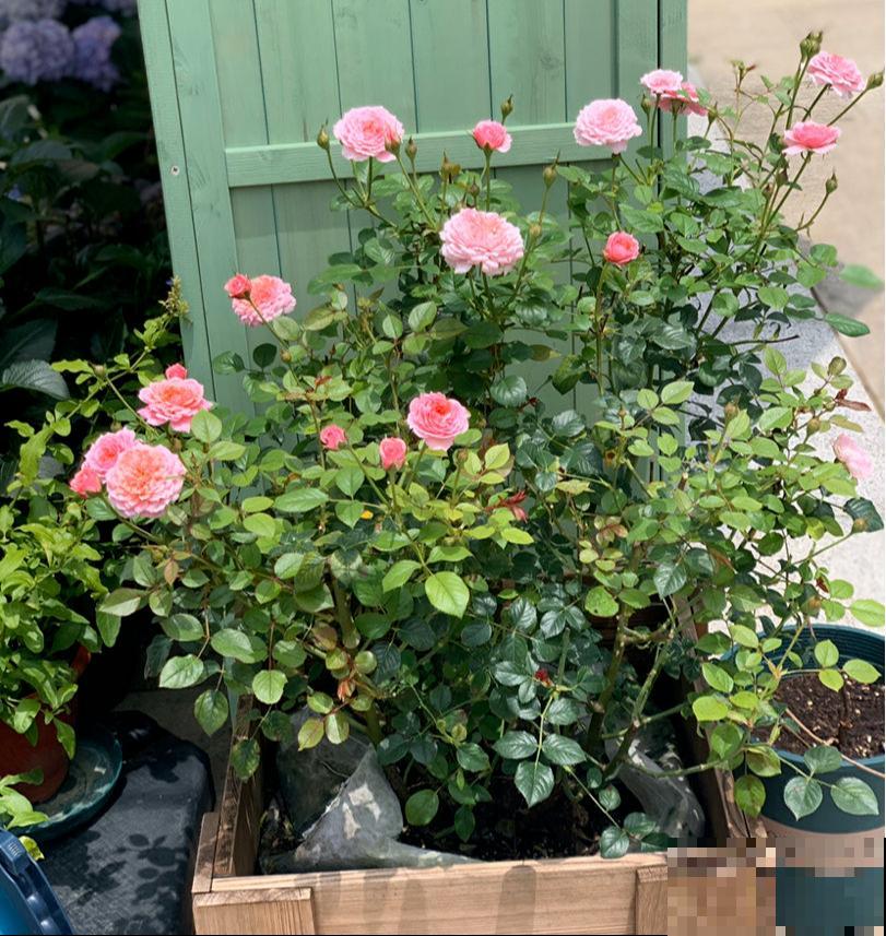 老小区都想装新电梯，我却迟迟不同意，太影响养花