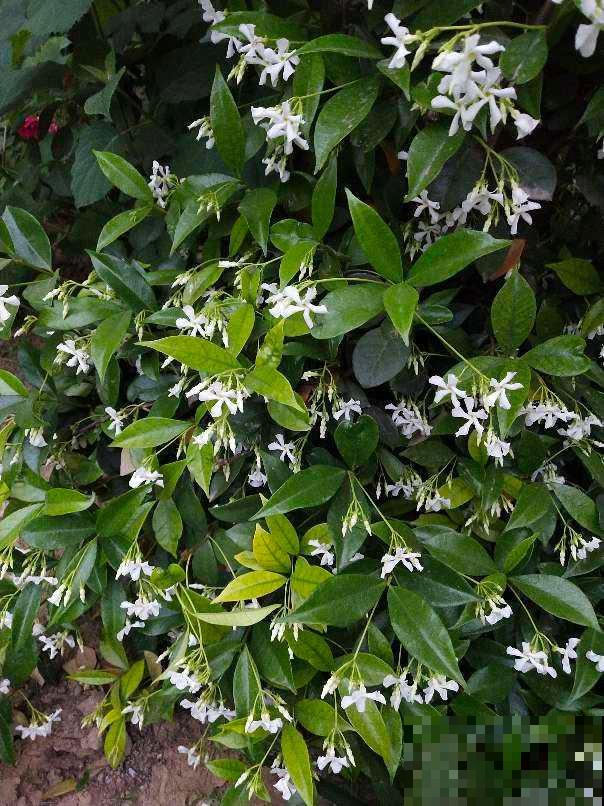 比绿萝还好养的花,半年爬满整面墙,开出花海 比绿萝还好养的花,半年爬满整面墙,开出花海