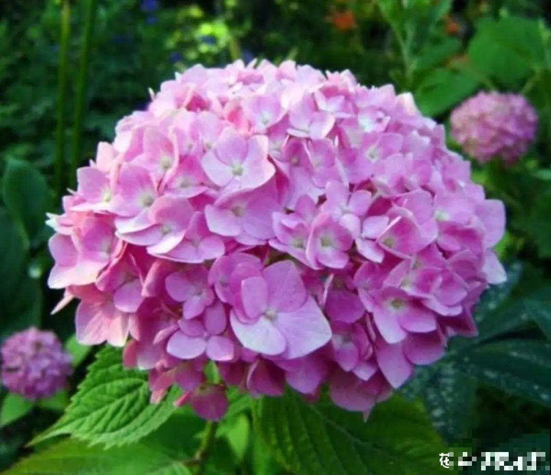 10种花，冬天要休眠，赶紧修剪防冻，才能安全越