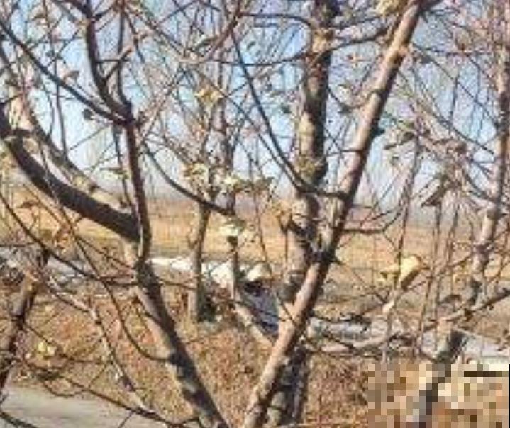 苹果树波尔多液的配制方法