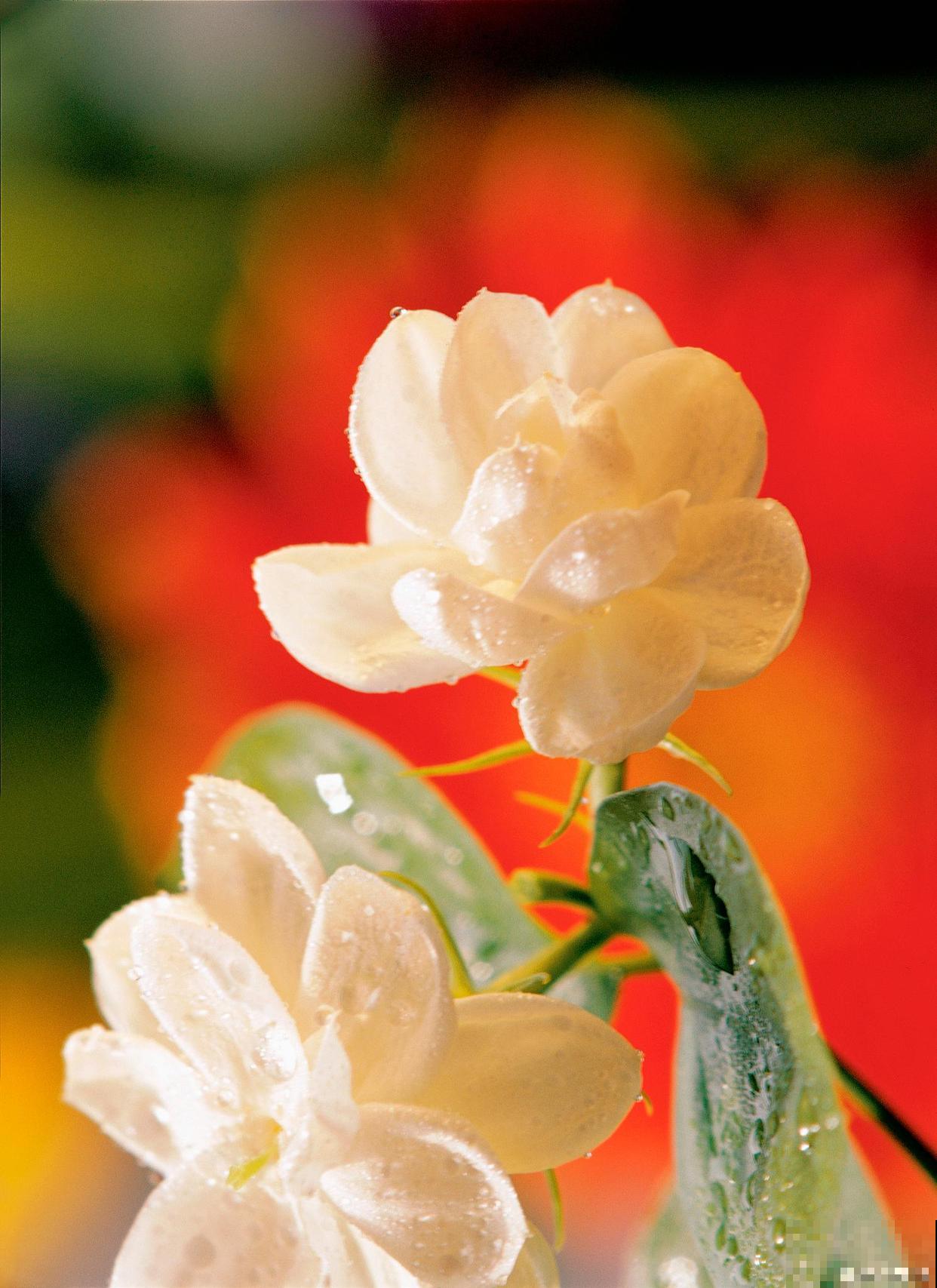 茉莉花夏天的养殖方法和注意事项