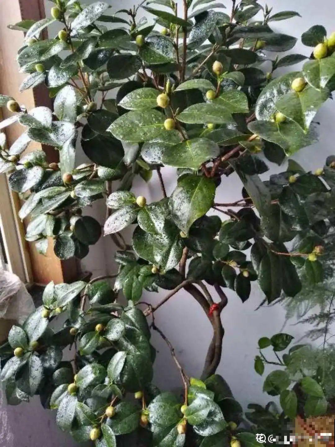 买茶花也要注意“坑”，注意5要点，叶子挺立有精神