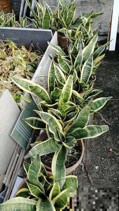 家里养点“吉利花”，这八种“转运花”，看看你家有没有