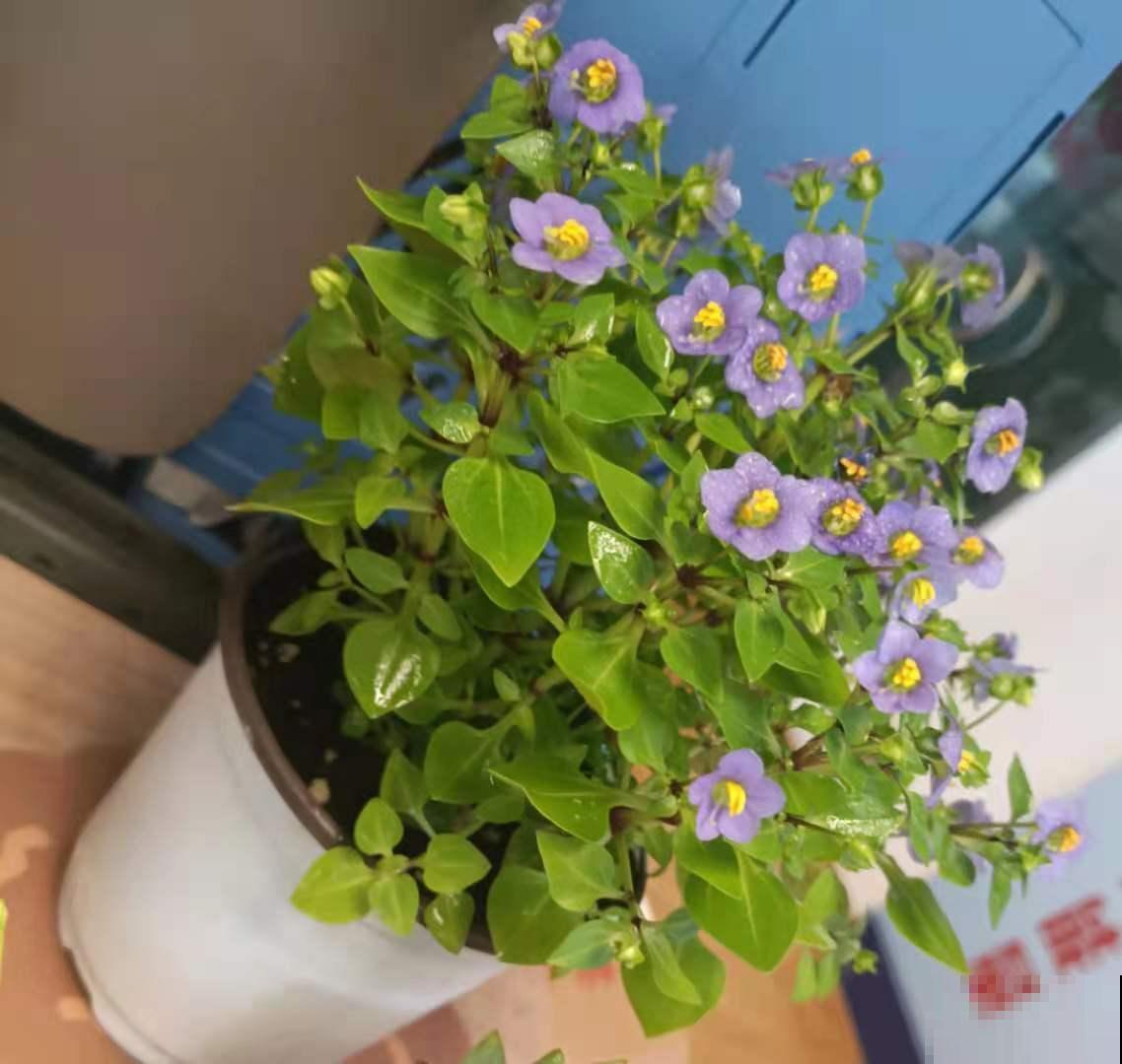 4种花秋天生机勃勃,开花像“活香水”,满屋子都是香味 4种花秋天生机勃勃,开花像“活香水”,满屋子都是香味