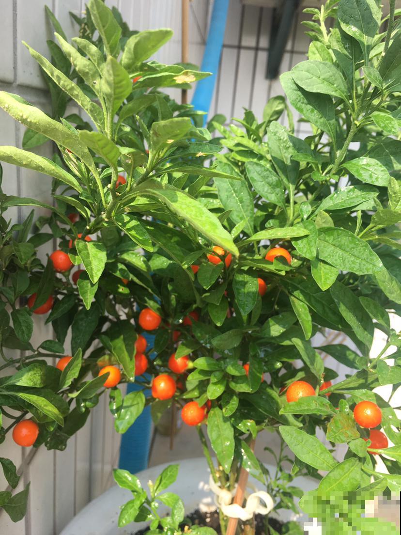 5种花有毒,出门看见后,千万别摘着吃 5种花有毒,出门看见后,千万别摘着吃