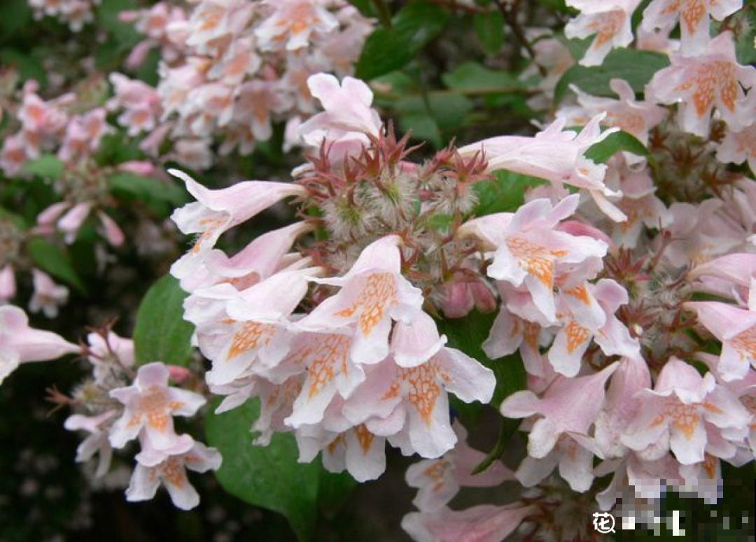 7种花养在家,可爱又个性,开花像小动物 7种花养在家,可爱又个性,开花像小动物