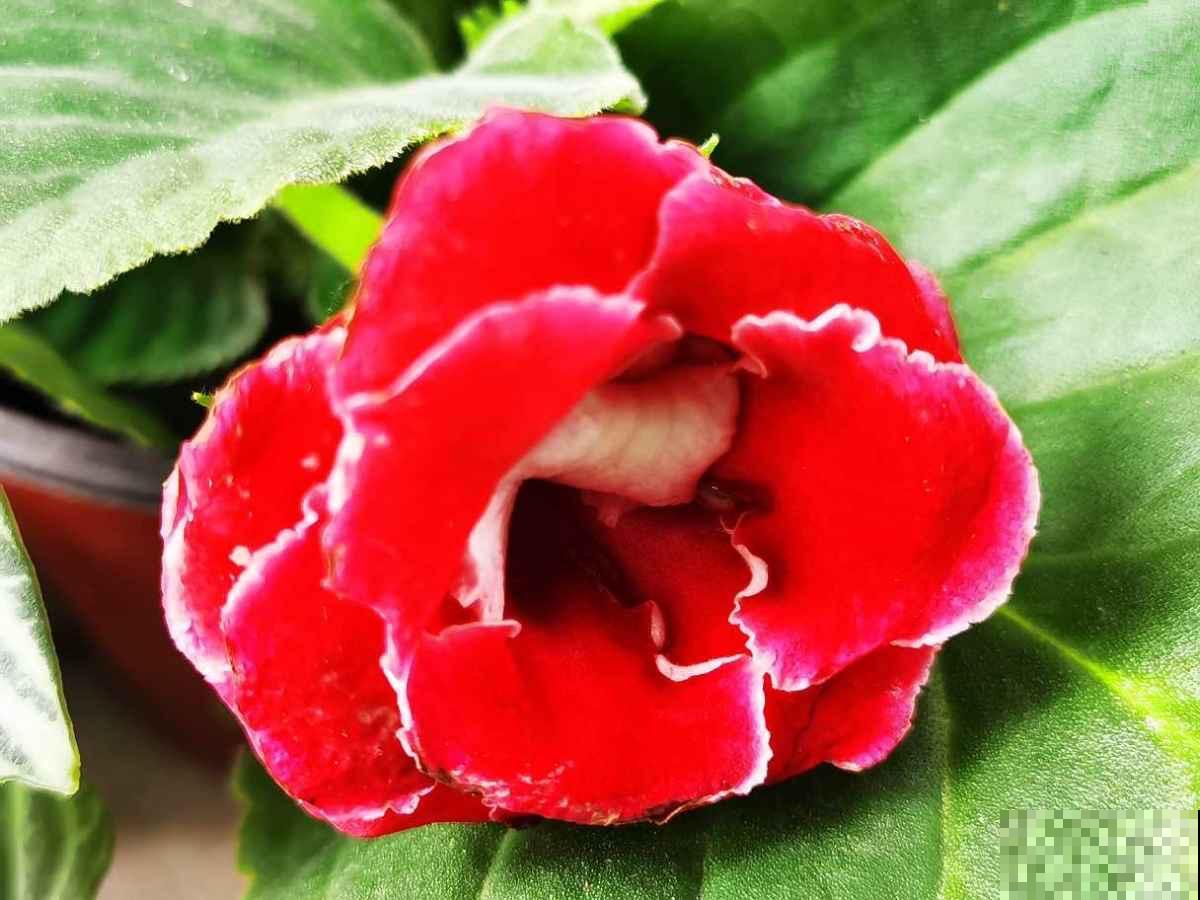 家里只有半天光照，就养4种“半阴性花”，花大如碗，爆盆容易