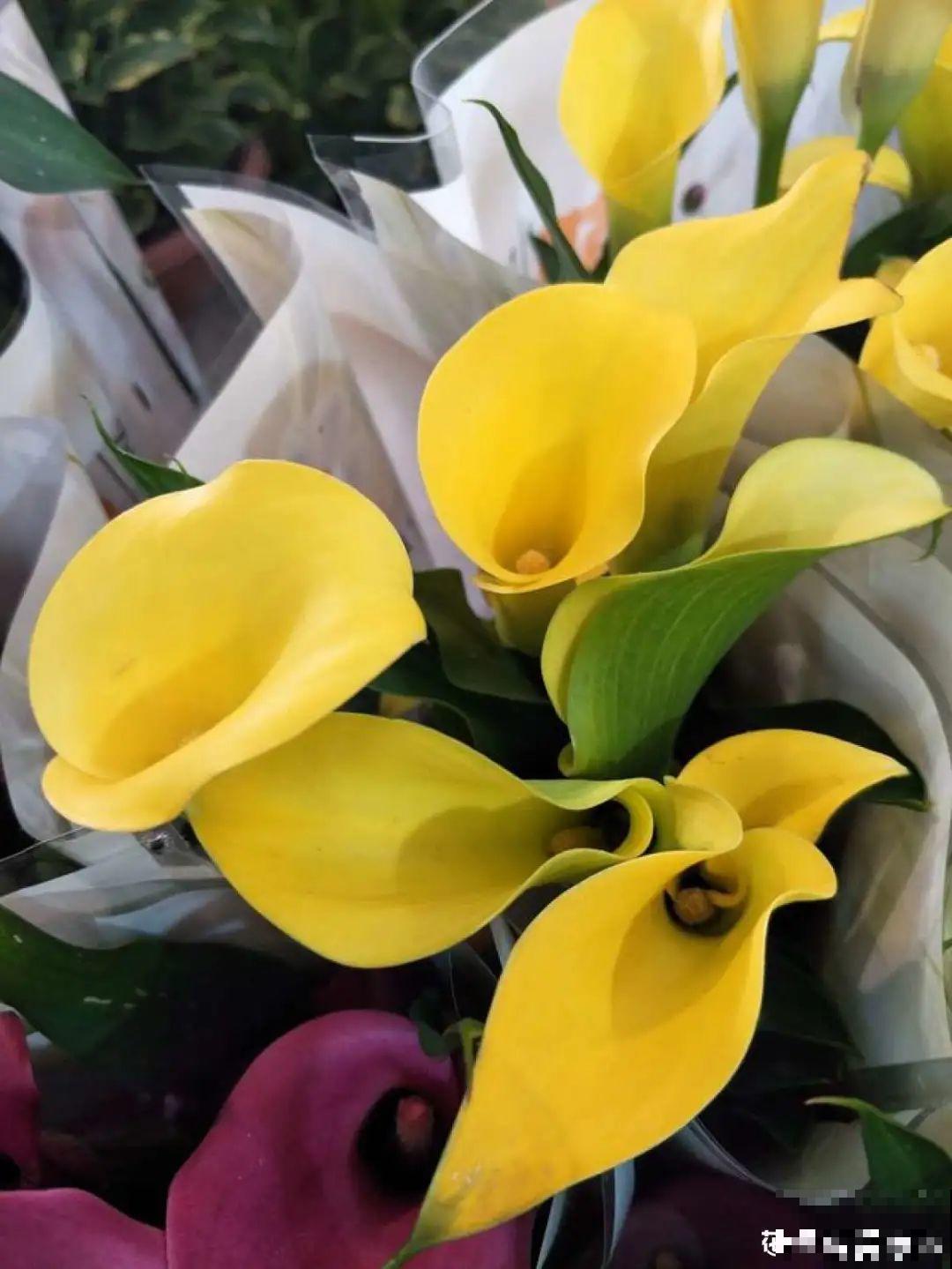 腊月买花要睁大眼,这8种花别要,养不活还浪费钱 腊月买花要睁大眼,这8种花别要,养不活还浪费钱