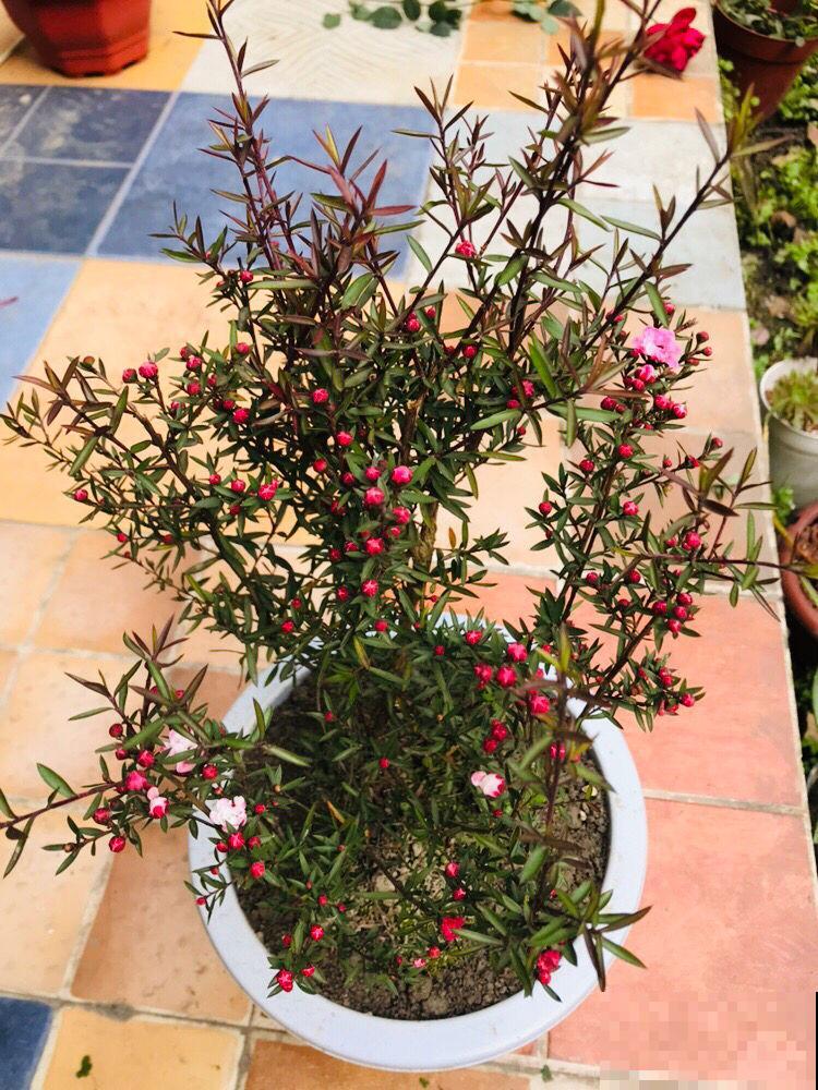 1种花开花长达8个月，满盆开出红色“吉祥花”，养在家里有好兆头