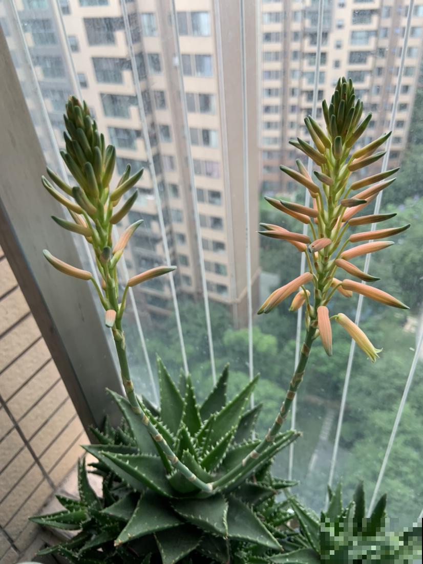 3种植物不轻易开花,一旦开花有“好兆头”,你见过几种? 3种植物不轻易开花,一旦开花有“好兆头”,你见过几种?