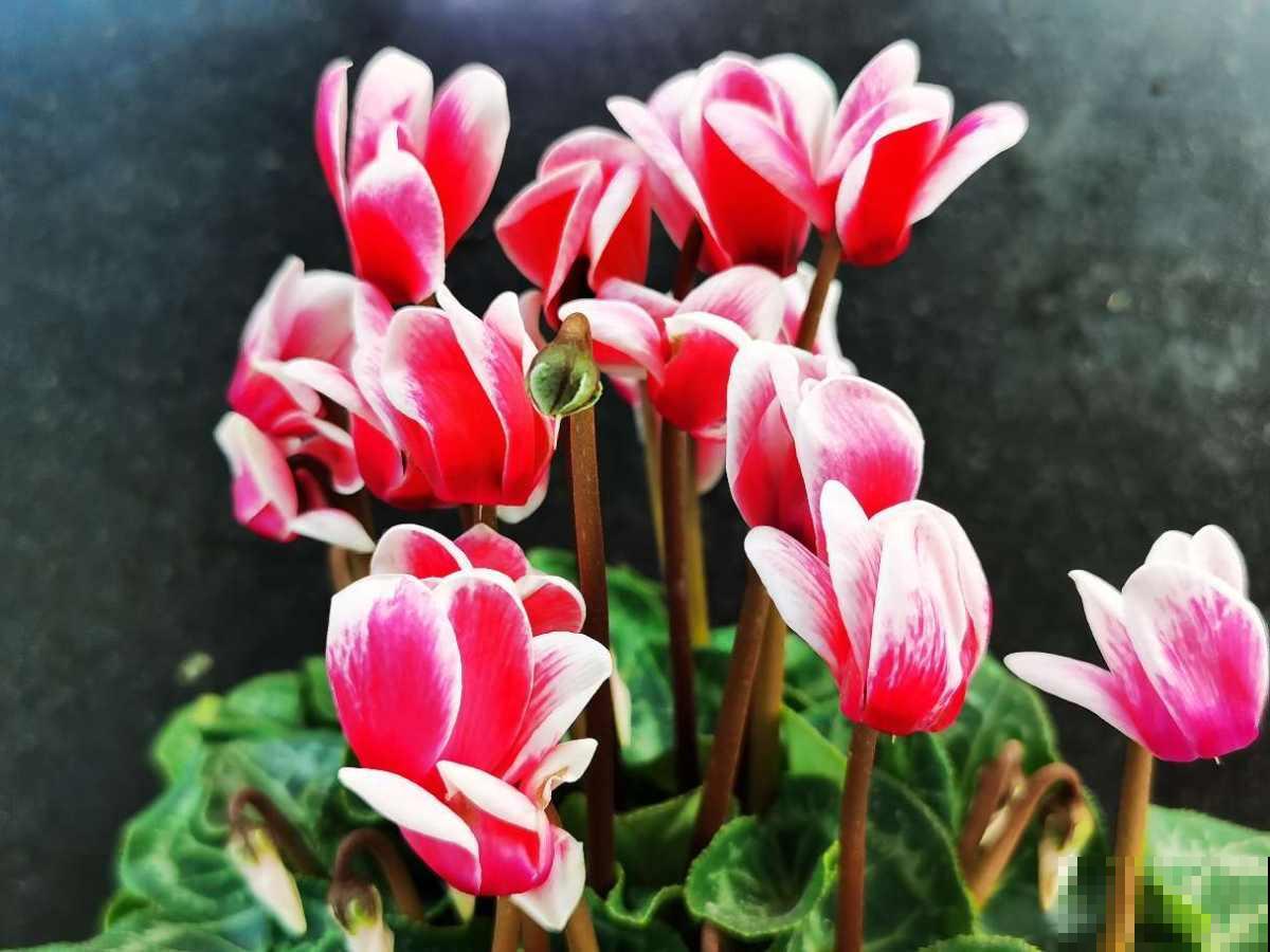 家里没有直射光,就养这10种耐阴植物,照样开花不停 家里没有直射光,就养这10种耐阴植物,照样开花不停