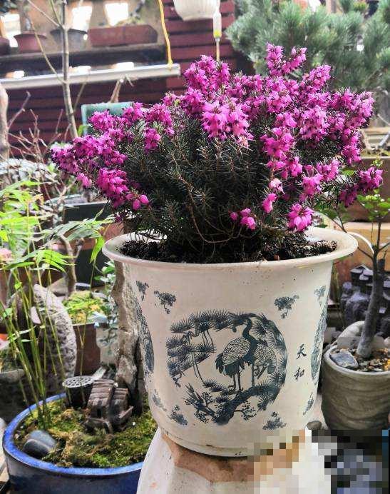 植物即将“冬眠”，需知3个知识点，第二年才能枝繁叶茂