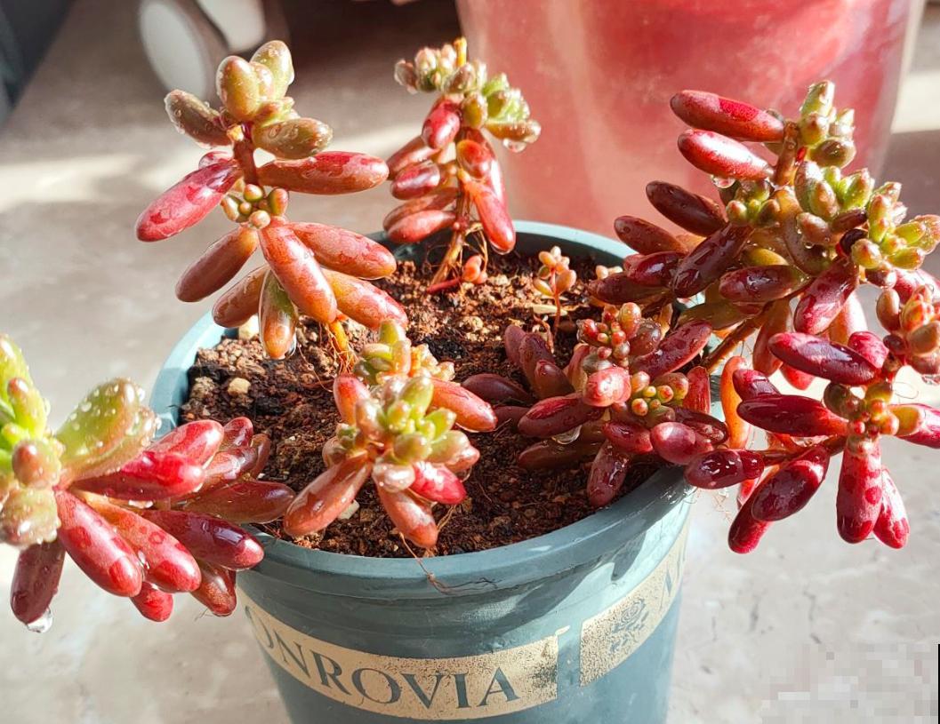 学会这5个好习惯，你就是养花高手，一般人不告诉他