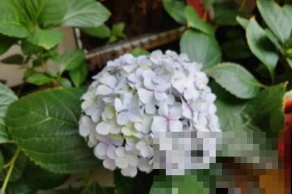 蟹爪兰、长寿花僵苗,必须掐几下,重新换盆养! 蟹爪兰、长寿花僵苗,必须掐几下,重新换盆养!