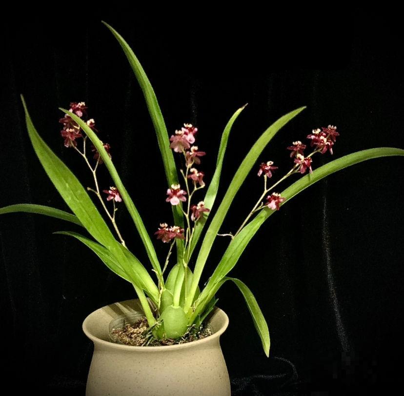 耐阴开花多的文心兰,开花还有奶油的香味,现在养很合适 耐阴开花多的文心兰,开花还有奶油的香味,现在养很合适