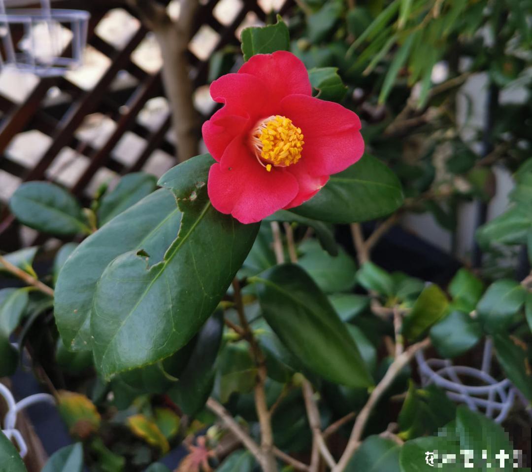 冬天常见的茶花，6个“毛病”经常犯，真难养