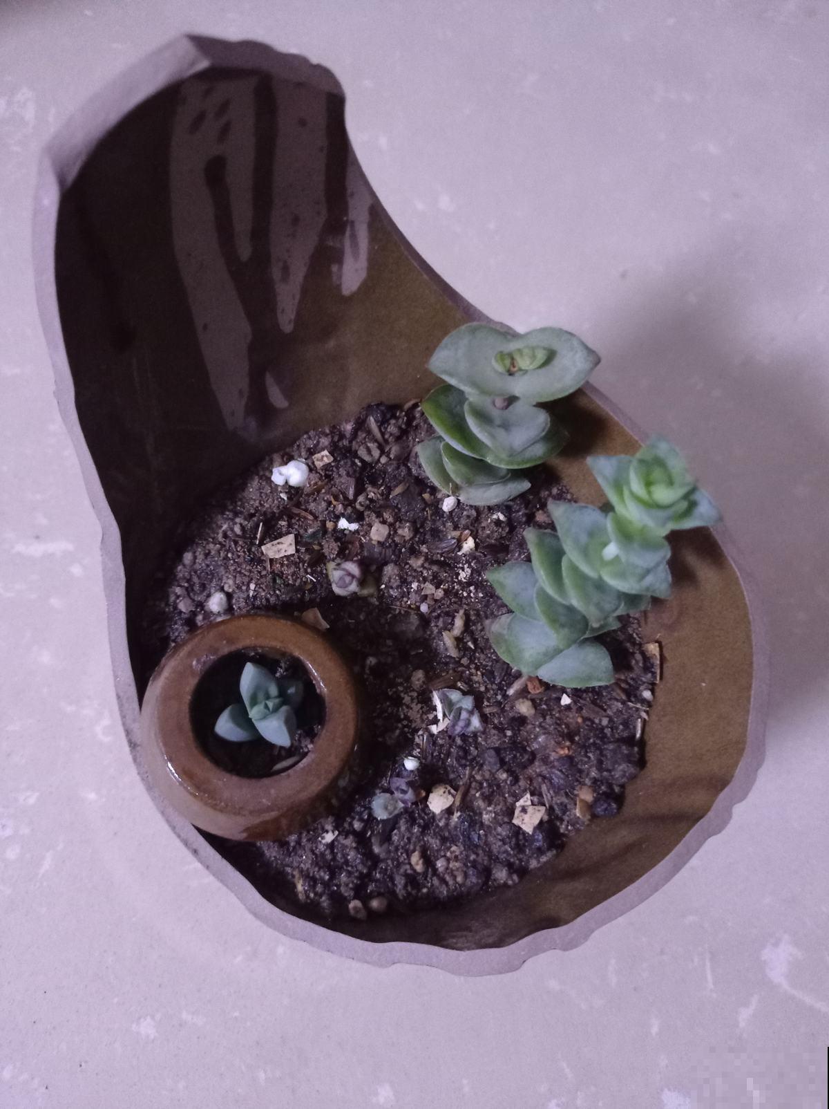 1个塑料袋,让植物安稳过冬,操作很简单 1个塑料袋,让植物安稳过冬,操作很简单