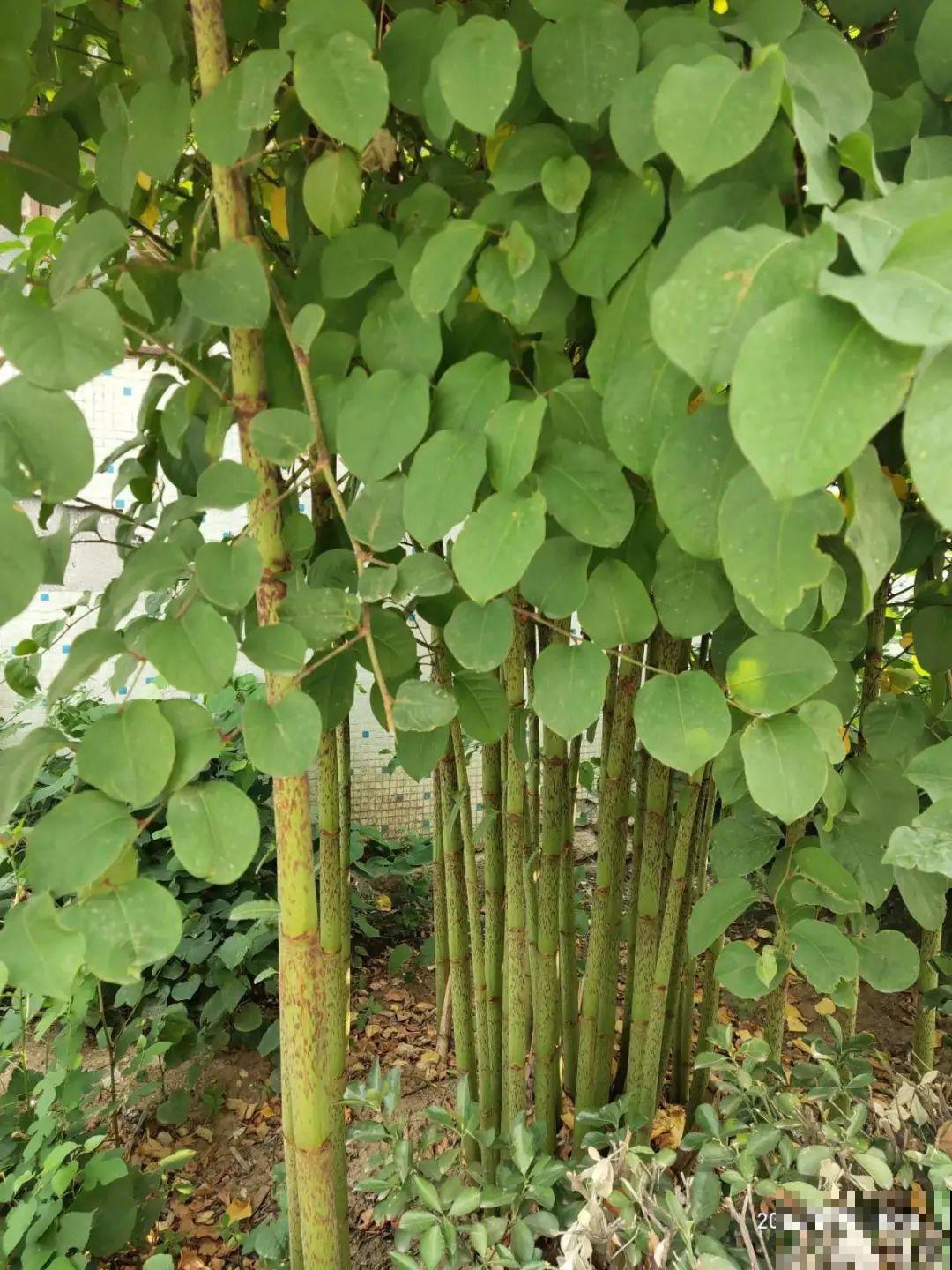 河南等地遭“恶魔之花”入侵，看到之后赶紧报告，不然会有大麻烦