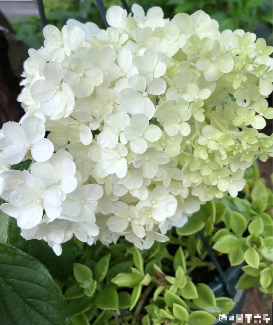 4组花长得太像,实在太容易认错,你能认出几个? 4组花长得太像,实在太容易认错,你能认出几个?