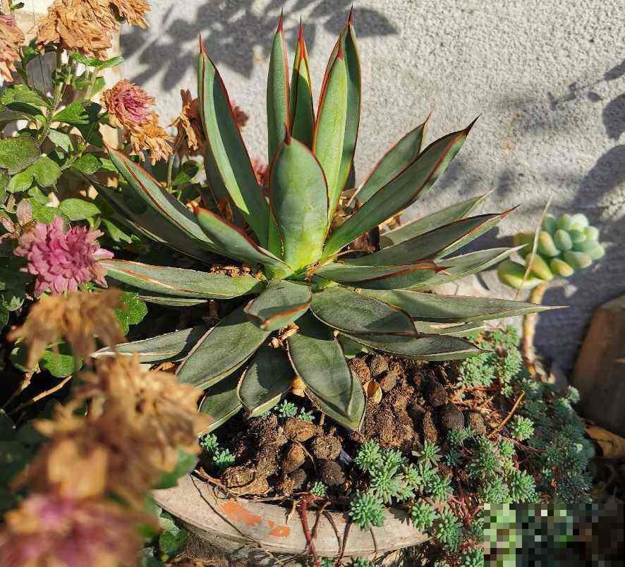 十二生肖守护花，领取你的专属好运，心想事成旺整年