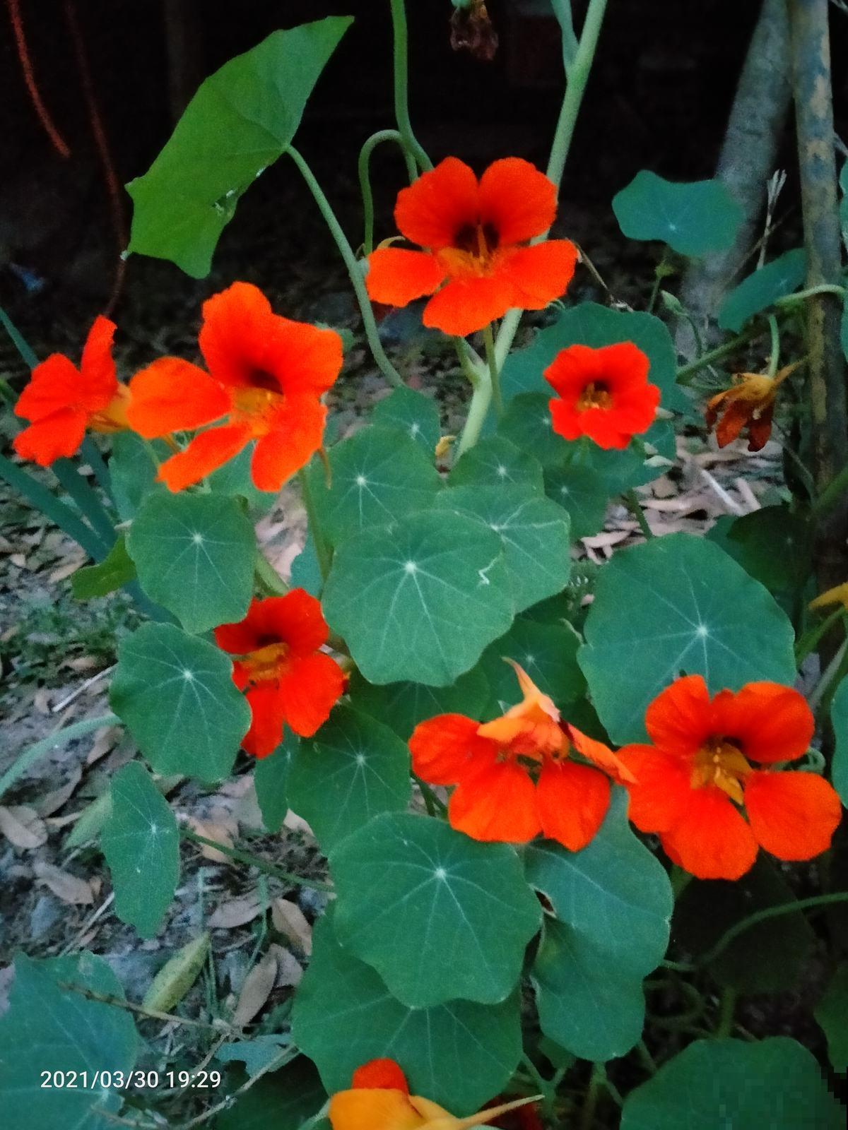 叶子像“铜钱”的花，农村地里特常见，现在成了“宝贝花”