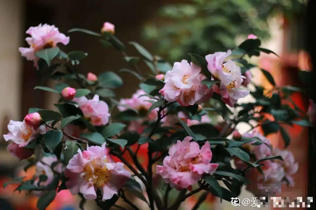 冬天常见的茶花，6个“毛病”经常犯，真难养