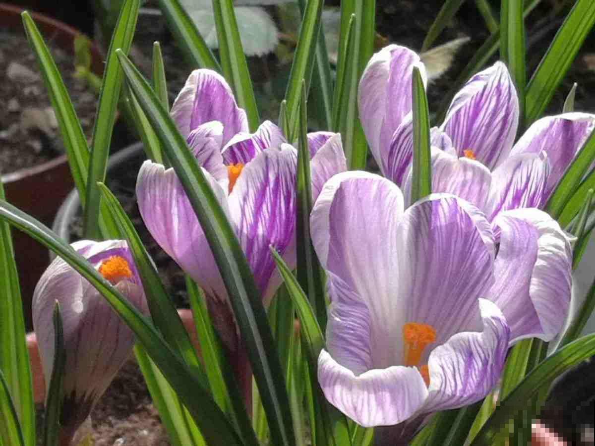 喜欢养花的女人,就养一盆番红花,养人养身心 喜欢养花的女人,就养一盆番红花,养人养身心