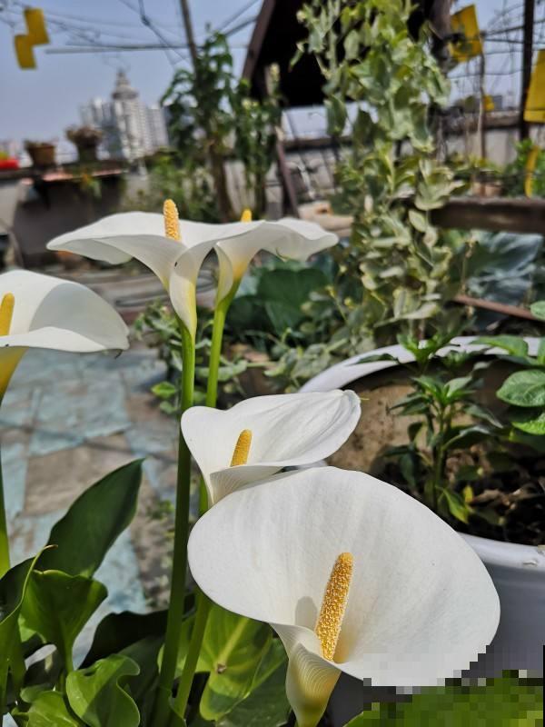 像漏斗一样的花，多浇水才能长得好，再也不担心浇多了