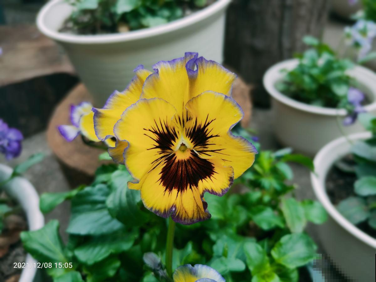 冬天也能养的耐寒草花,阳台上摆几盆,轻松变成小花园 冬天也能养的耐寒草花,阳台上摆几盆,轻松变成小花园