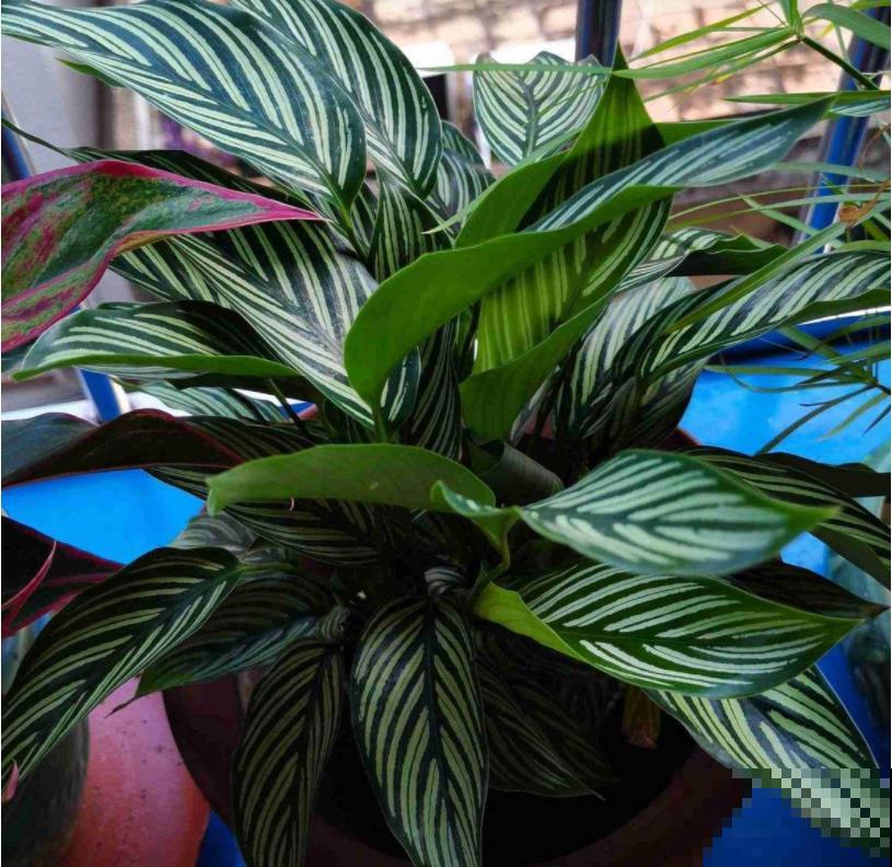 屋里养5种花，净化空气效果好，还特湿润