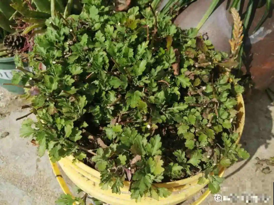 秋天在家养盆“香香花”，满屋子香味，还特耐寒