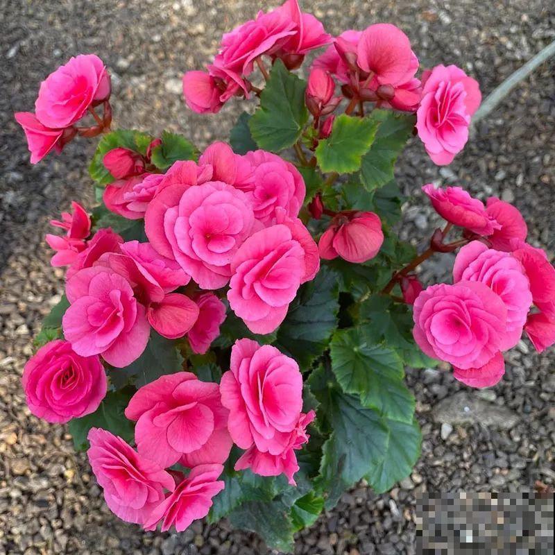 秋冬养盆丽格海棠,花朵像牡丹,有金玉满堂好兆头 秋冬养盆丽格海棠,花朵像牡丹,有金玉满堂好兆头