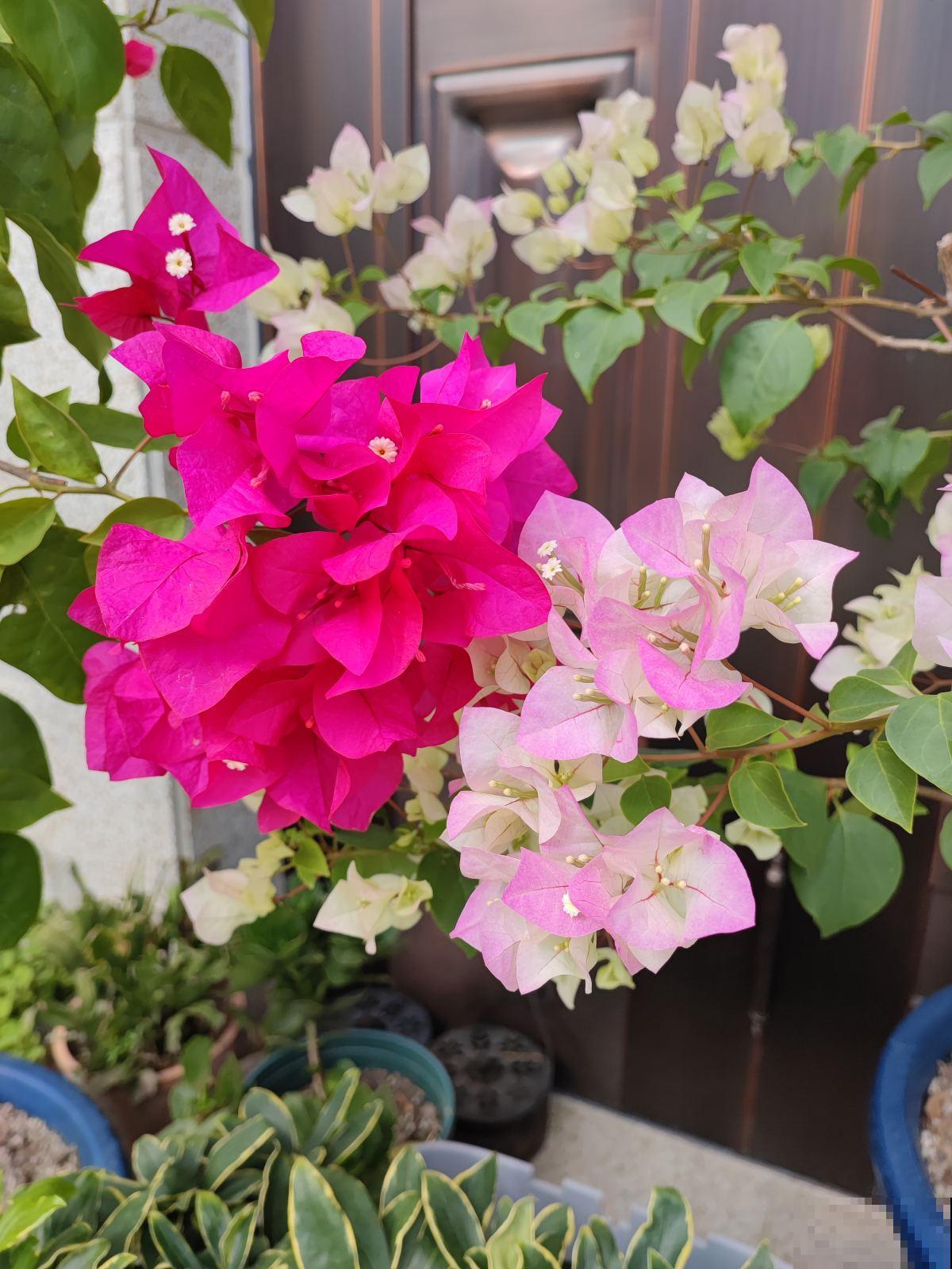 养花做到“4不贪”,养护有“度”,植物才能养得好 养花做到“4不贪”,养护有“度”,植物才能养得好