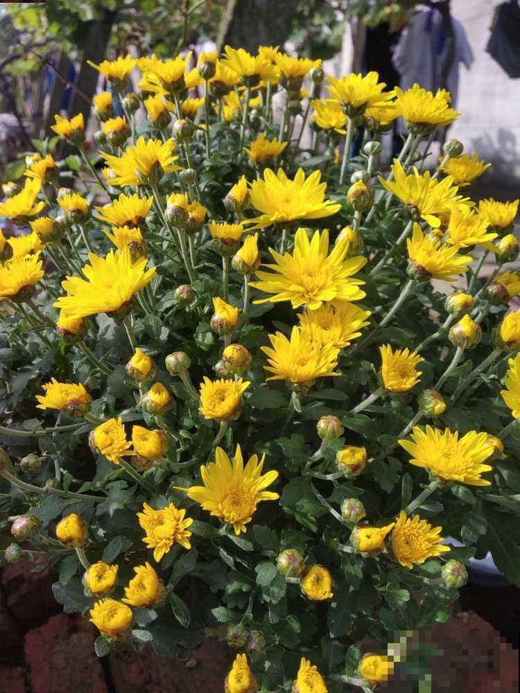 农村随处可见的牛粪，城里人当个宝，拿来养花正合适