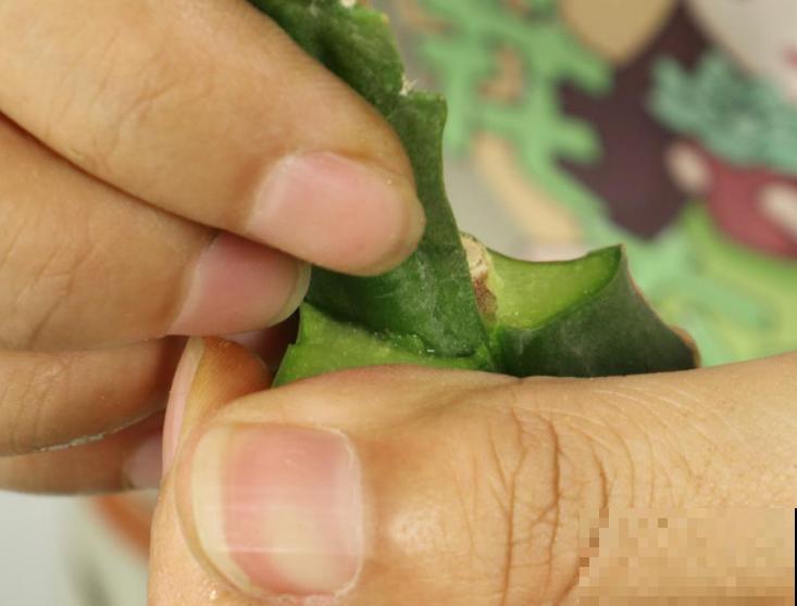 冬天扦插6种花，简单易成活，一盆变多盆