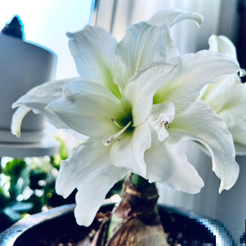 家里养的白色花，全被婆婆折断了，还说不吉利，真头疼